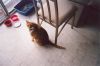 Filename=cat.jpg
Filesize=139KiB
Dimensions=700x463
Date added=May 24, 2008 cat.jpg